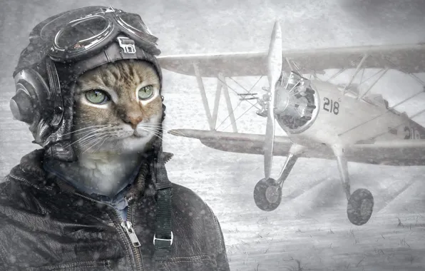 Picture cat, helmet, pilot, the plane, pilot