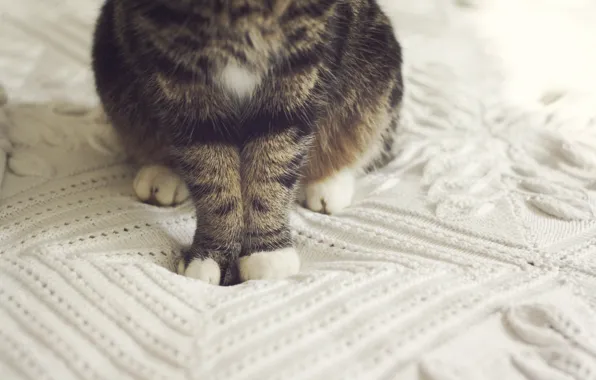 Picture cat, legs, wool
