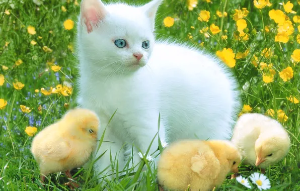 Picture chickens, chamomile, kitty, clearing