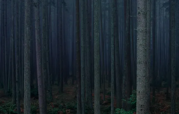 Forest, trees, nature, fog