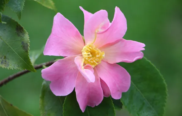 Picture leaves, pink, tenderness, petals, Bud, flowering, Camellia