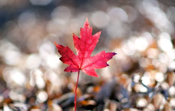 Picture macro, red, background, pink, widescreen, Wallpaper, blur, leaf
