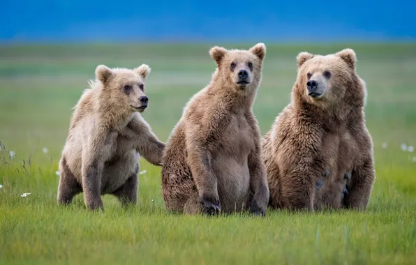 Picture grass, bear, trio