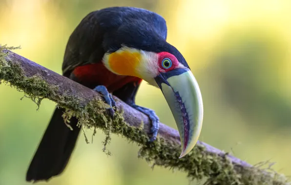 Look, pose, background, bird, moss, branch, Toucan