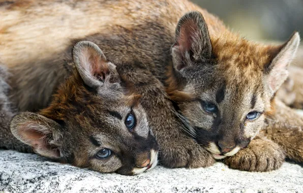 Picture baby, muzzle, brothers, Puma, Cougar