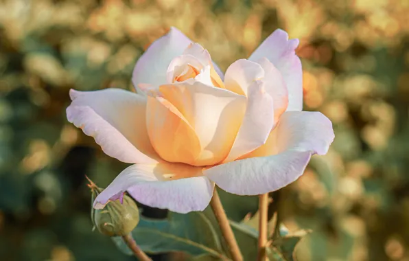 Flower, light, rose, white, yellow, bokeh