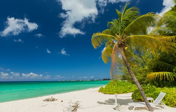 Picture sand, sea, beach, palm trees, shore, summer, beach, sea