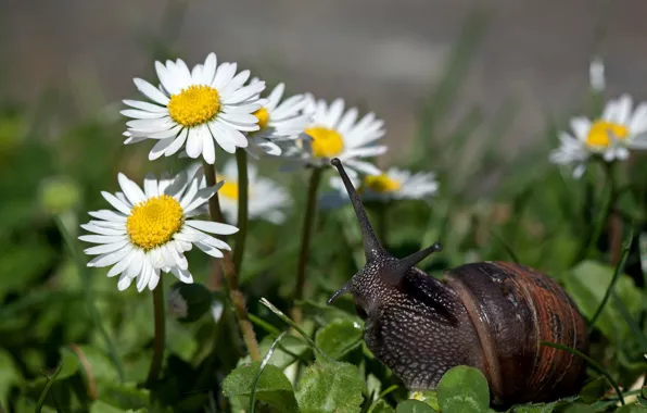 Flowers, chamomile, weed, little snail