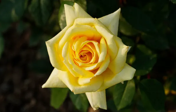 Flower, leaves, macro, the dark background, rose, garden, yellow