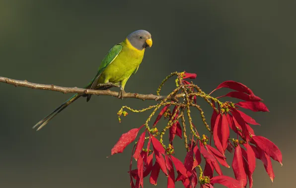 Leaves, pose, green, background, bird, branch, parrot, red
