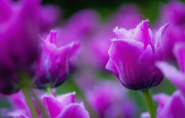 Flowers, blur, spring, garden, tulips, pink, blur, lilac