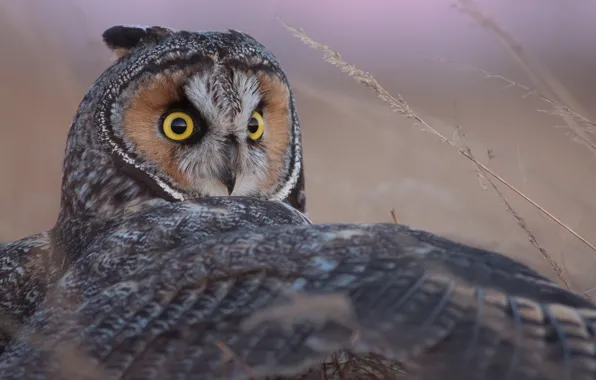 Owl, bird, wing, Long-eared owl