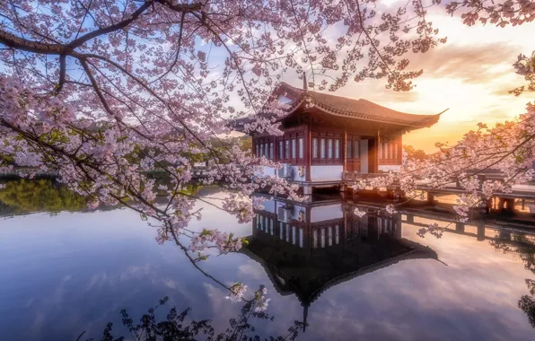 Trees, spring, Asia, pagoda, flowering, pond