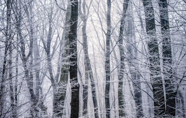 Picture winter, frost, forest, trees, branches