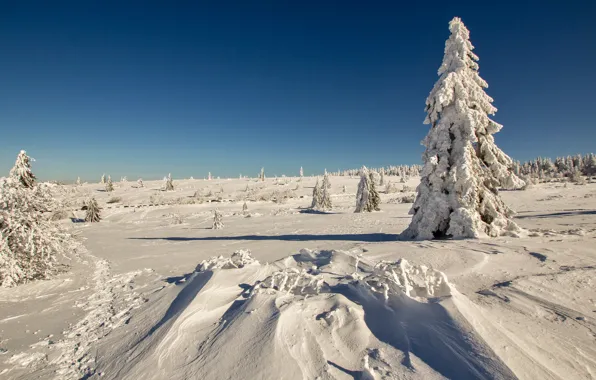 Winter, field, the sky, snow, tree, spruce
