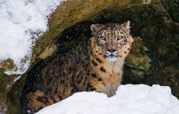 Winter, cat, look, face, snow, pose, the dark background, background