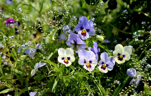 Greens, light, flowers, glade, cute, spring, white, Pansy