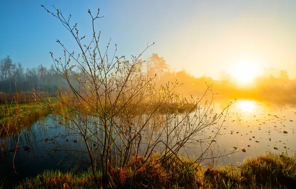 Picture the sky, grass, the sun, nature, lake, dawn, haze, the bushes