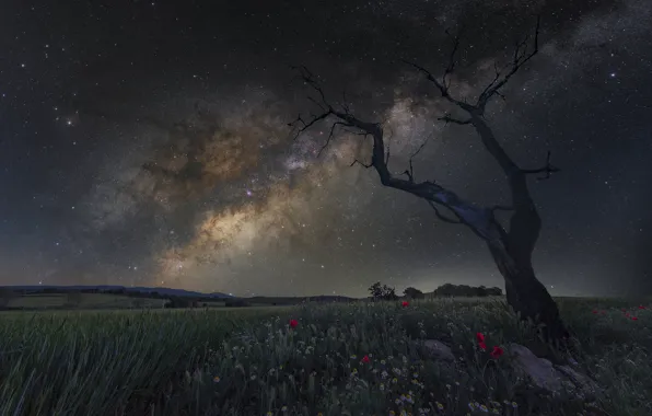 Field, stars, flowers, night, stones, tree, Maki, The milky way