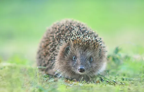 Grass, photo, hedgehog
