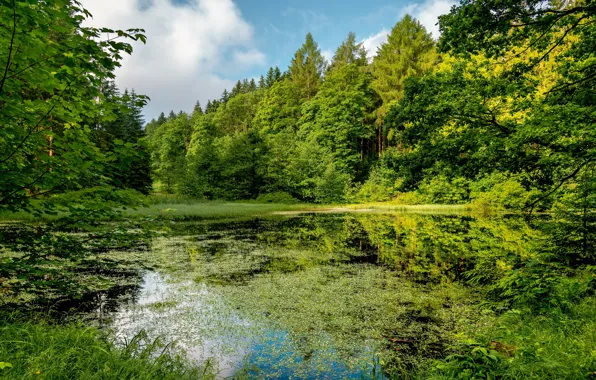 Greens, forest, summer, grass, clouds, branches, lake, pond