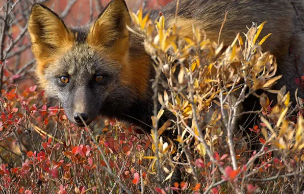 Picture nature, Canada, Fox, the red Fox