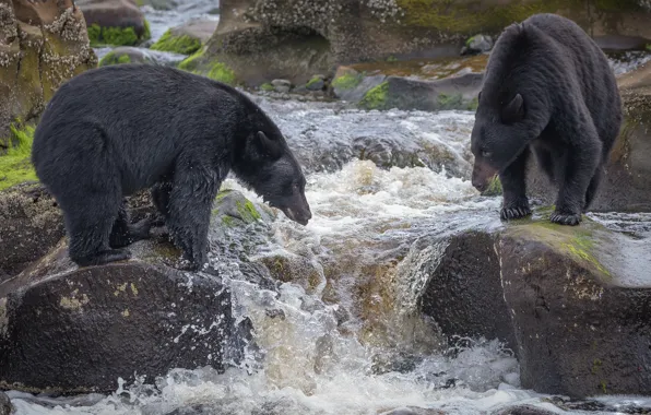 Picture river, fishing, bears