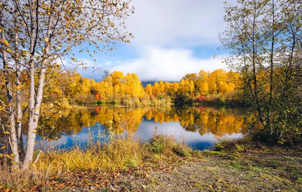 Picture autumn, trees, lake, foliage, the colors of autumn