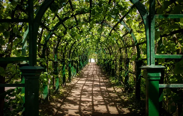 Summer, landscape, nature, green, corridor, Saint Petersburg, maze, Peterhof
