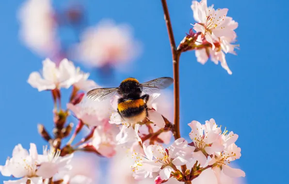 Picture branches, nature, spring, insect, bumblebee, flowering, flowers