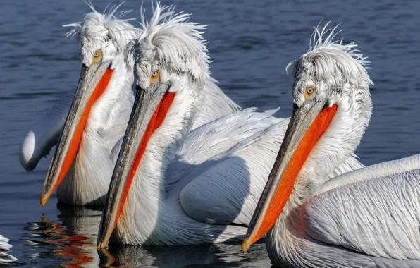 Birds, nature, pelicans