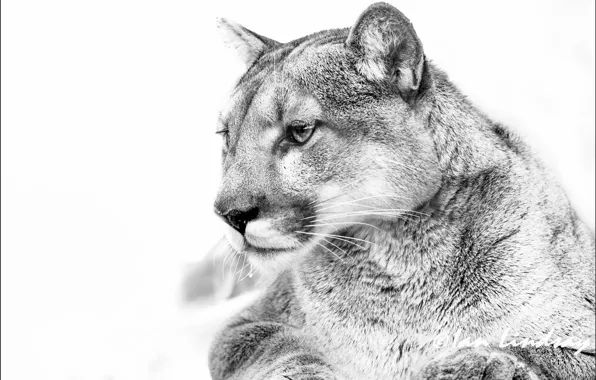 Picture b/W, white background, Puma, mountain lion, Jaguar, the black and white film