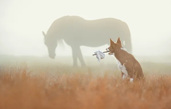 Field, autumn, grass, look, nature, fog, horse, horse