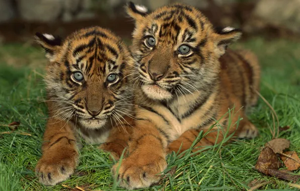 Picture Striped, The cubs, Small