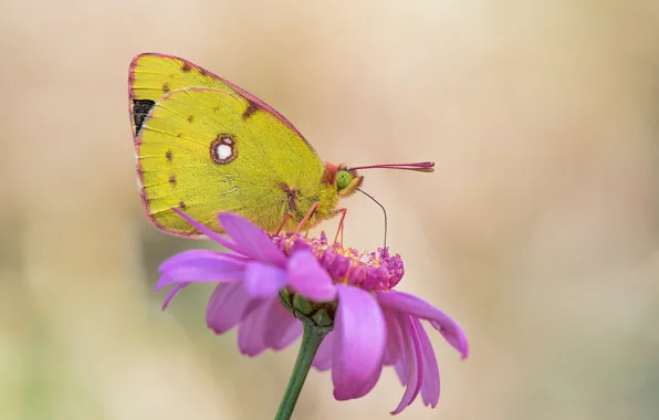 Picture flower, butterfly, bokeh, jaundice saffron