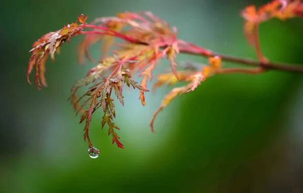Leaves, drop, branch, bokeh