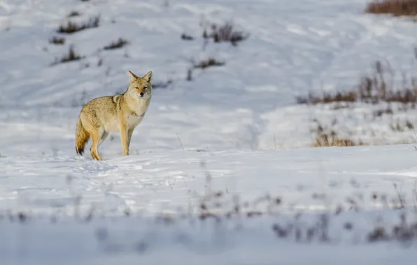 Winter, snow, coyote