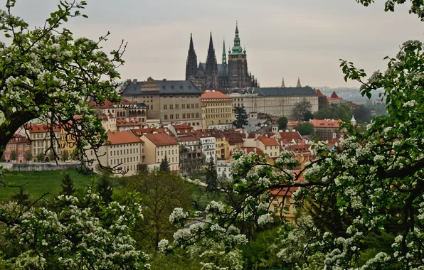 Picture trees, building, spring, Prague, Czech Republic, panorama, flowering, Prague