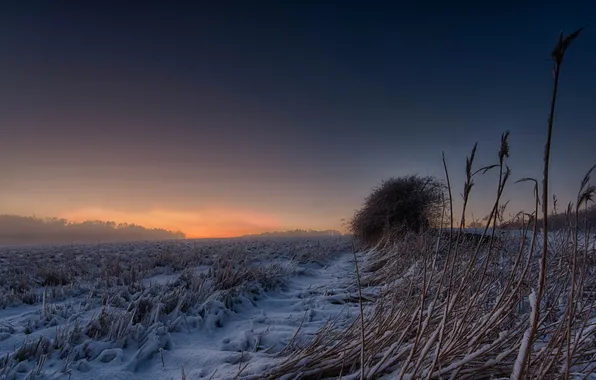 Winter, field, snow, nature, the evening