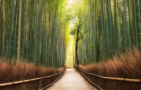 Light, tree, stems, trunks, bamboo, the fence, track, alley