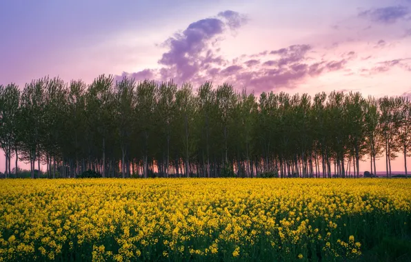Trees, flowers, rape, rapeseed field