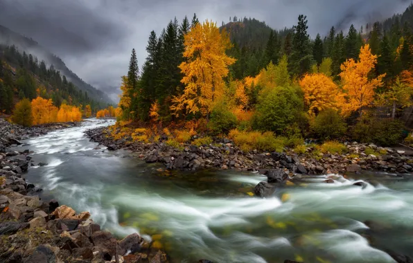 Autumn, river, stones, for, Doug Shearer