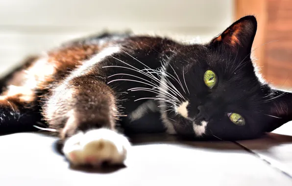 Cat, cat, mustache, look, face, light, pose, black
