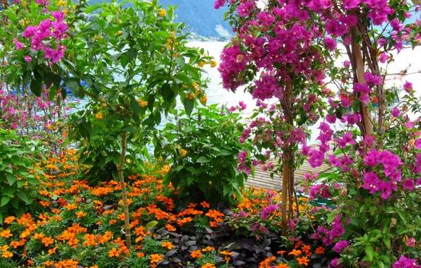 Leaves, flowers, mountains, nature, pink, shrubs