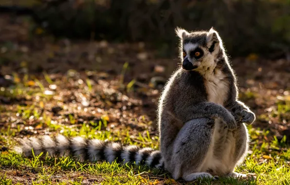 Grass, look, light, nature, pose, tail, lemur, sitting