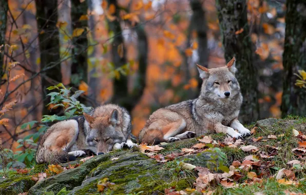 Picture forest, grass, leaves, stones, two, lie, autumn, the coyotes