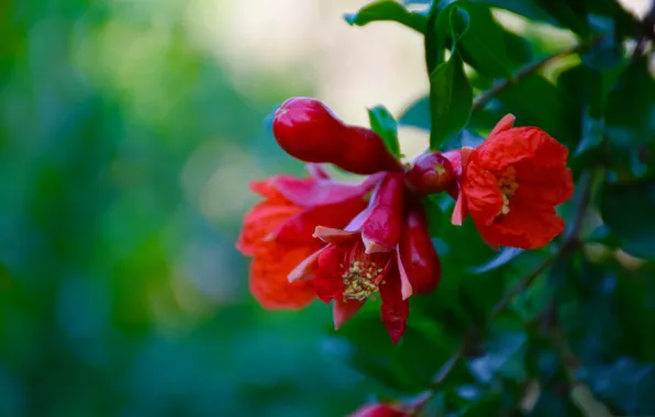 Macro, petals, exotic
