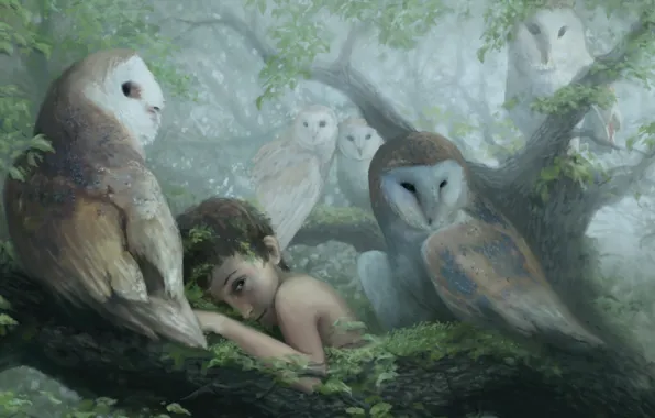 Fog, tree, boy, owls
