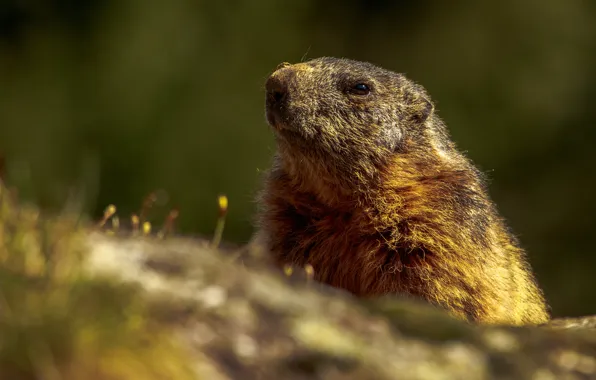 Look, light, the dark background, portrait, blur, slope, muzzle, marmot