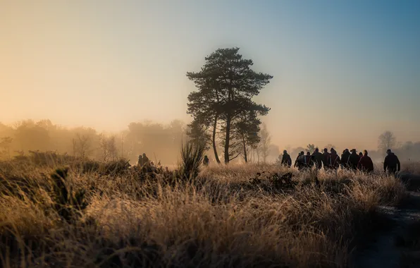 Field, autumn, forest, grass, fog, people, the crowd, morning